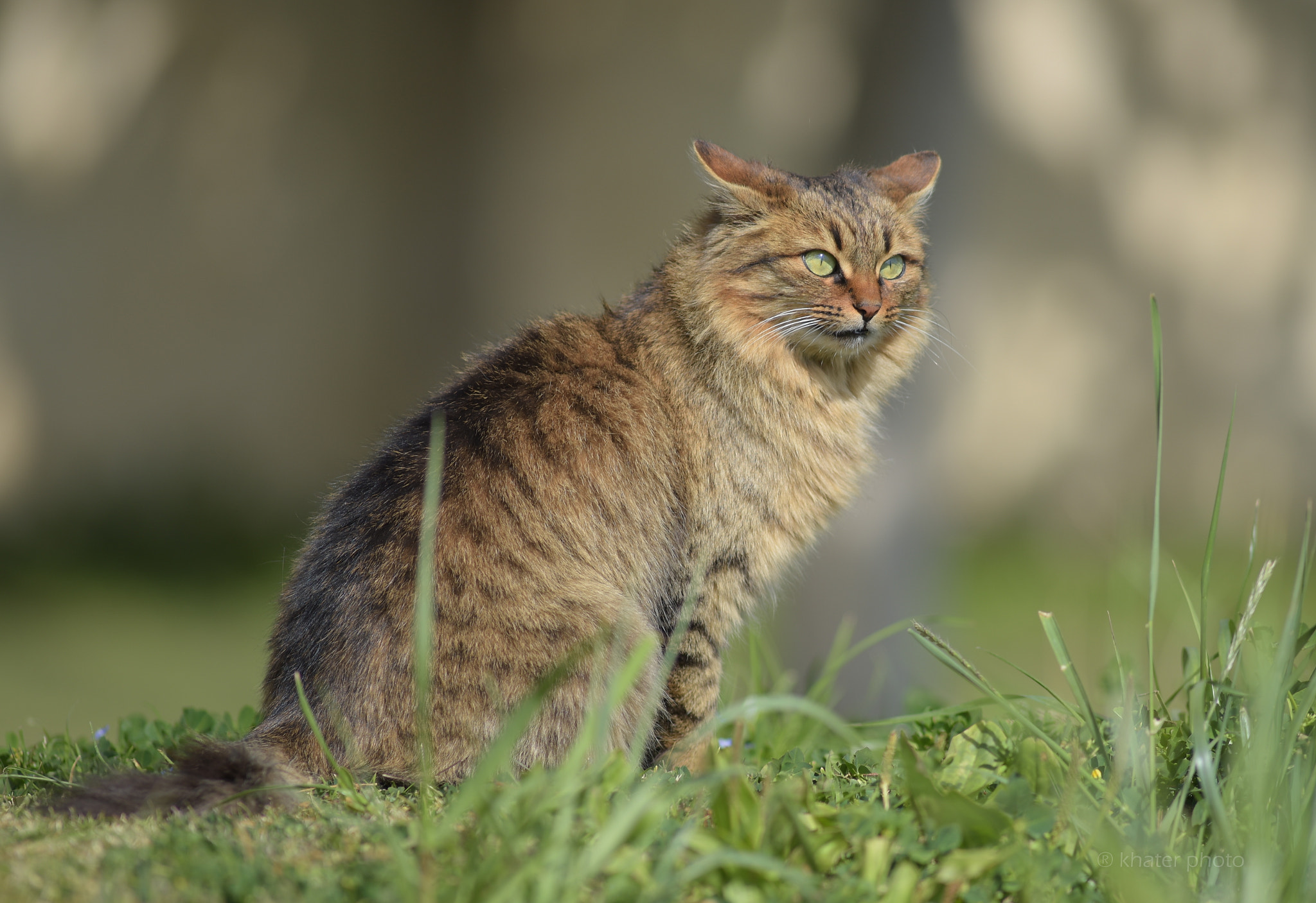 AF Nikkor 300mm f/4 IF-ED sample photo. Cat2 photography