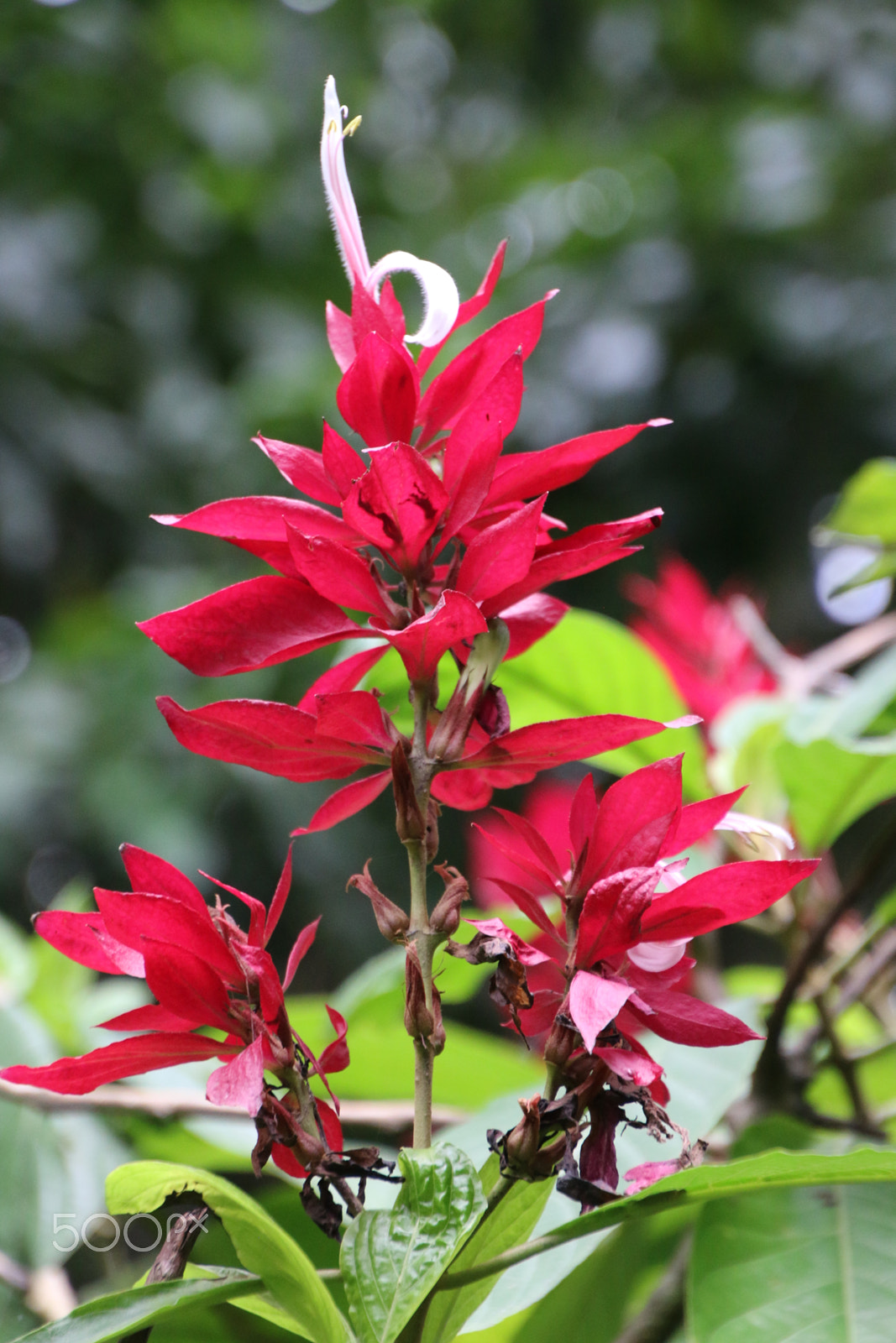Canon EOS 70D sample photo. Bright red tropical flower photography