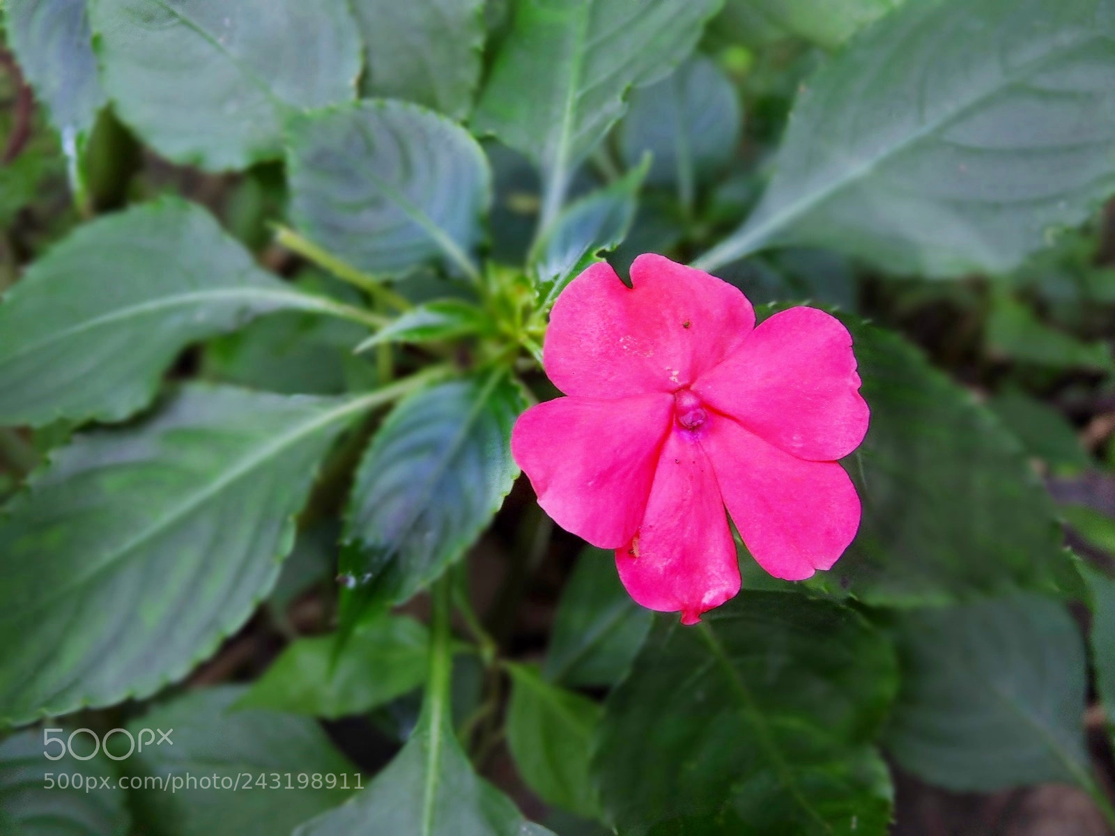 Nikon Coolpix P600 sample photo. Maravilhas do brasil photography