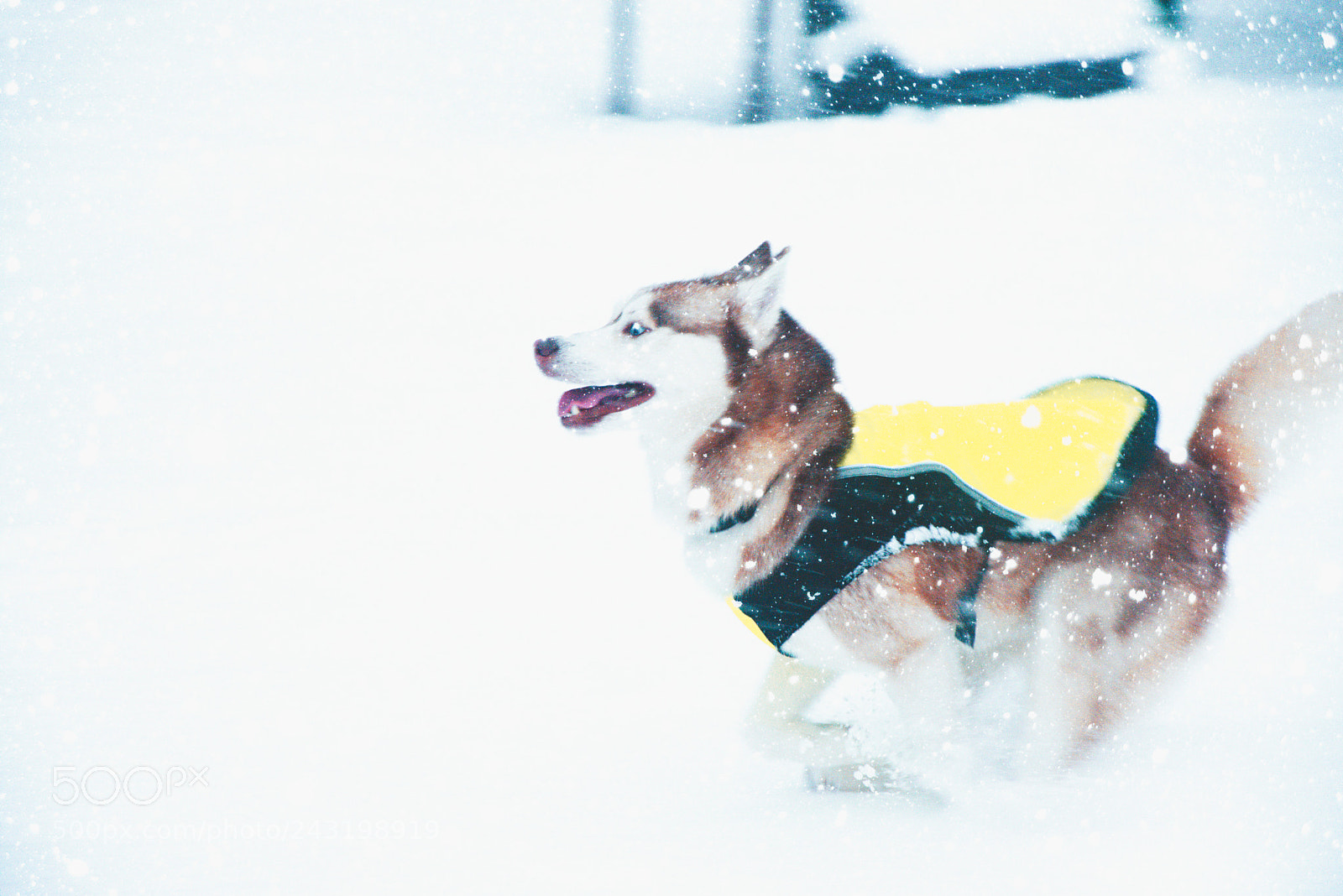 Nikon D7200 sample photo. Husky in snow photography