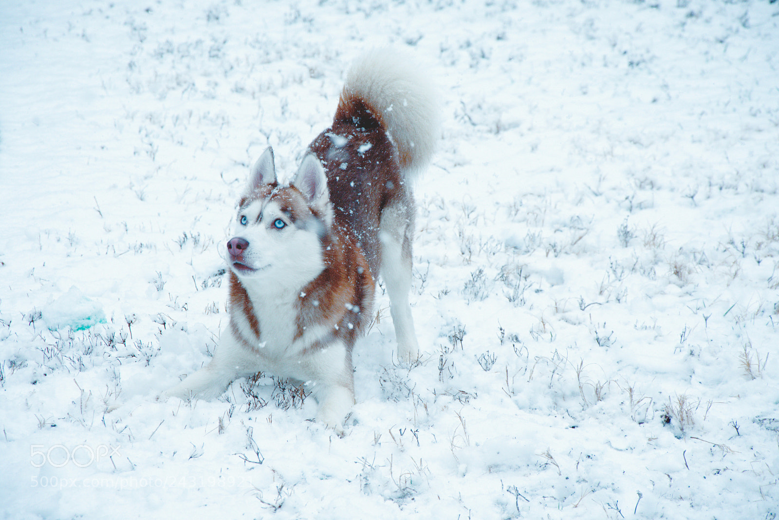 Nikon D7200 sample photo. Husky in snow photography