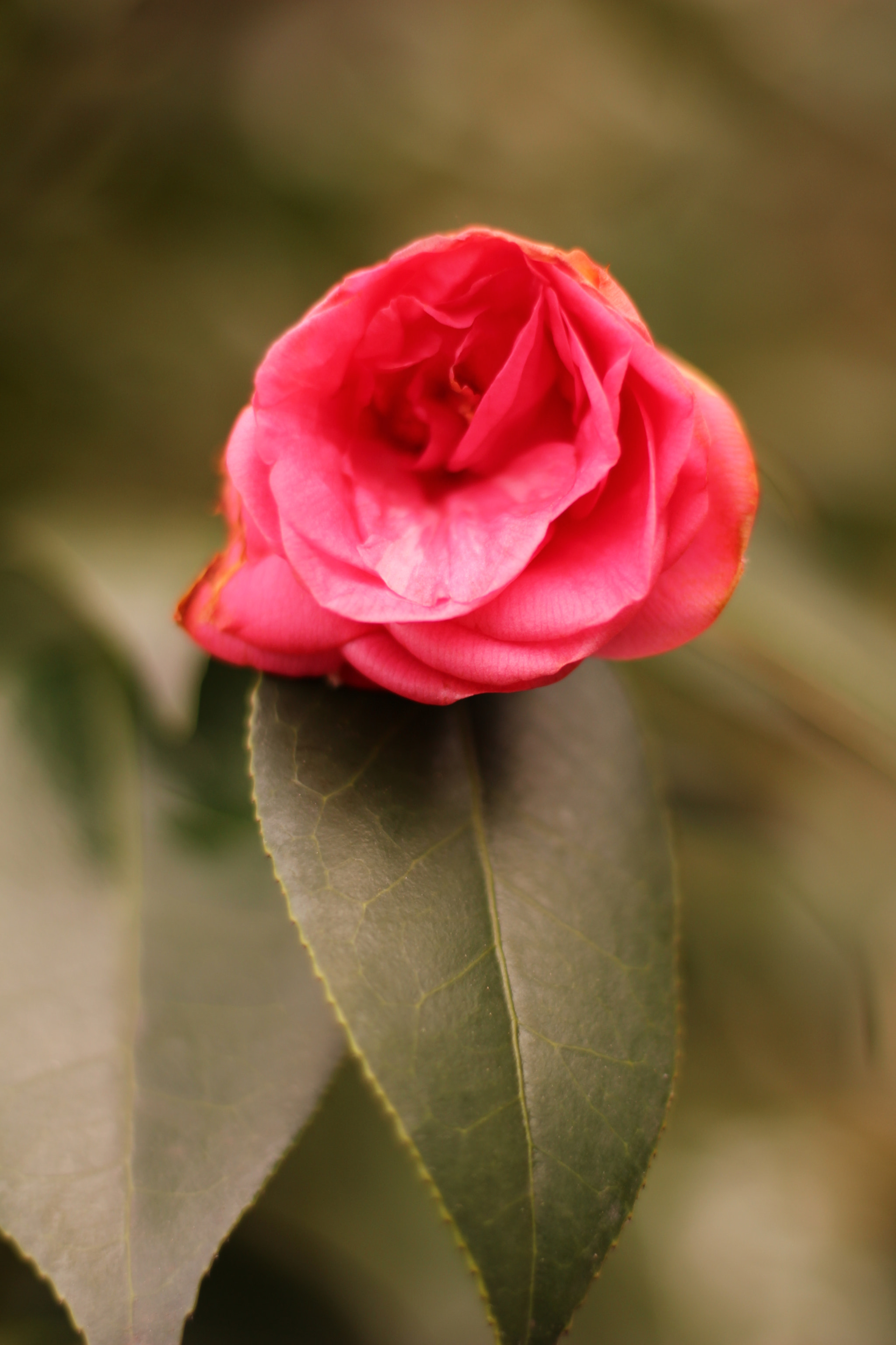 Canon EOS 100D (EOS Rebel SL1 / EOS Kiss X7) sample photo. Tsubaki photography