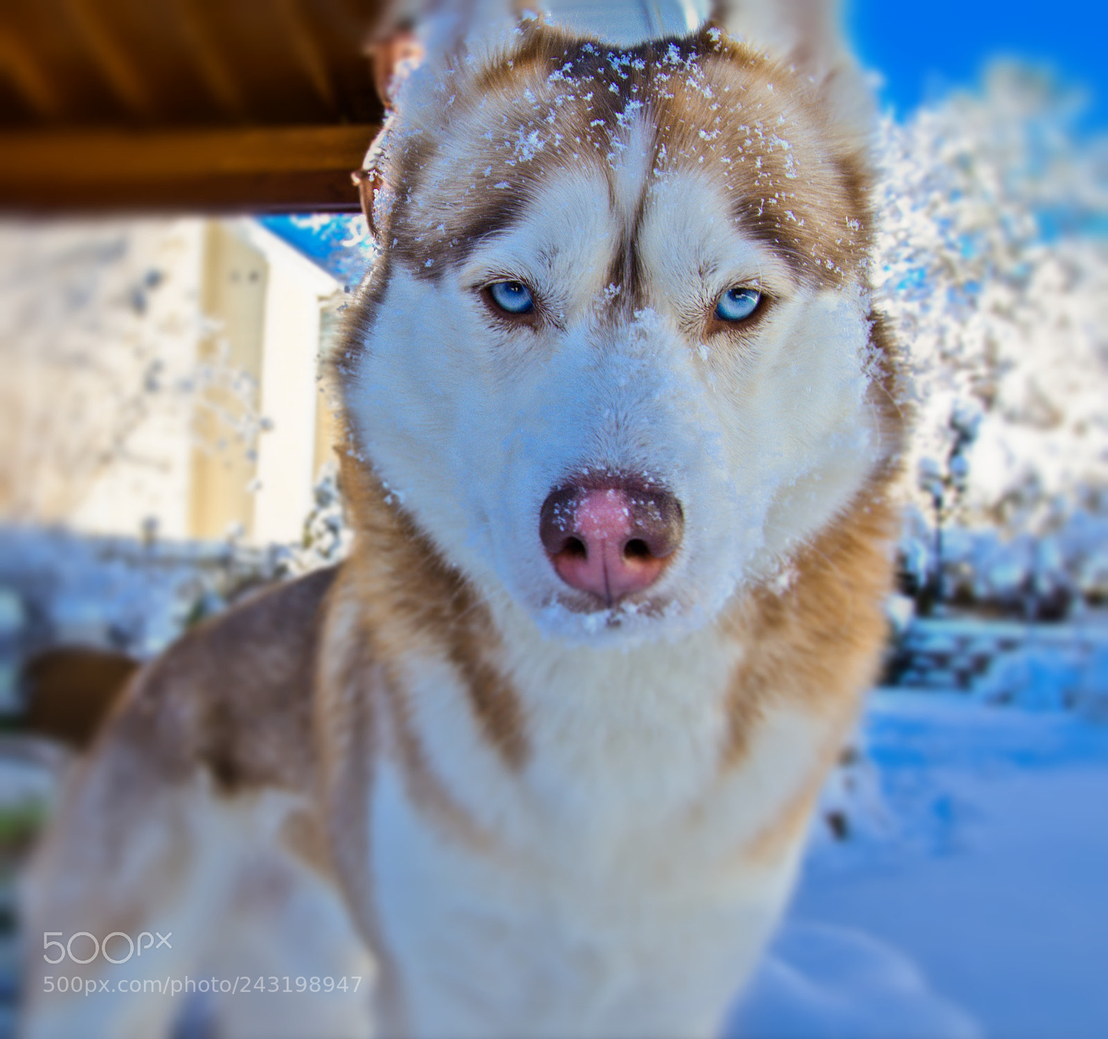 Nikon D7200 sample photo. Husky in snow photography