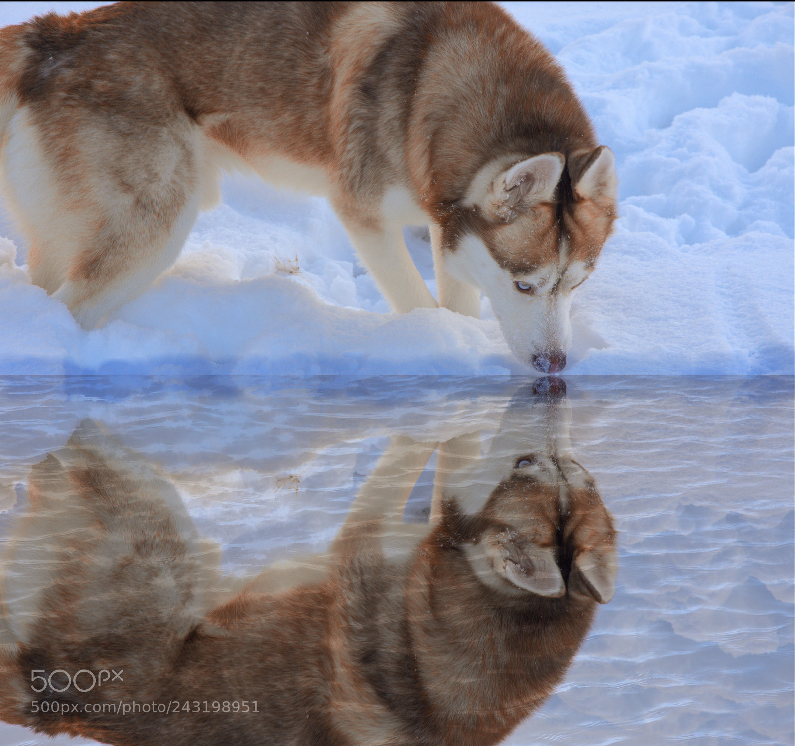 Nikon D7200 sample photo. Husky in snow photography