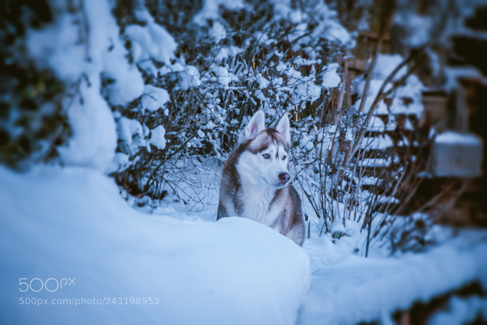 Nikon D7200 sample photo. Husky in snow photography