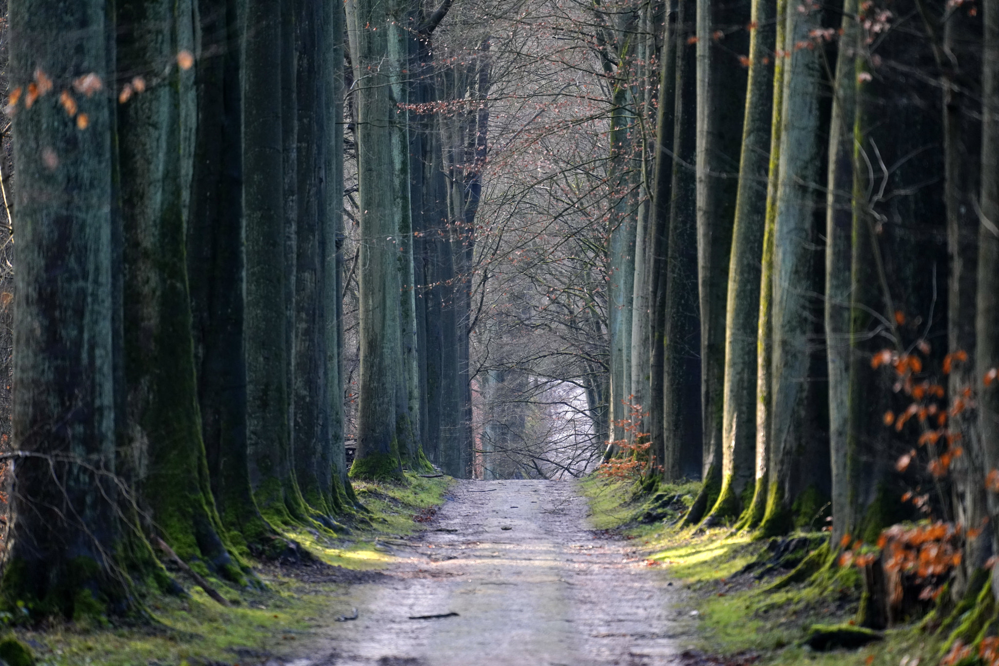 Sony FE 70-300mm F4.5-5.6 G OSS sample photo. Winter forest photography
