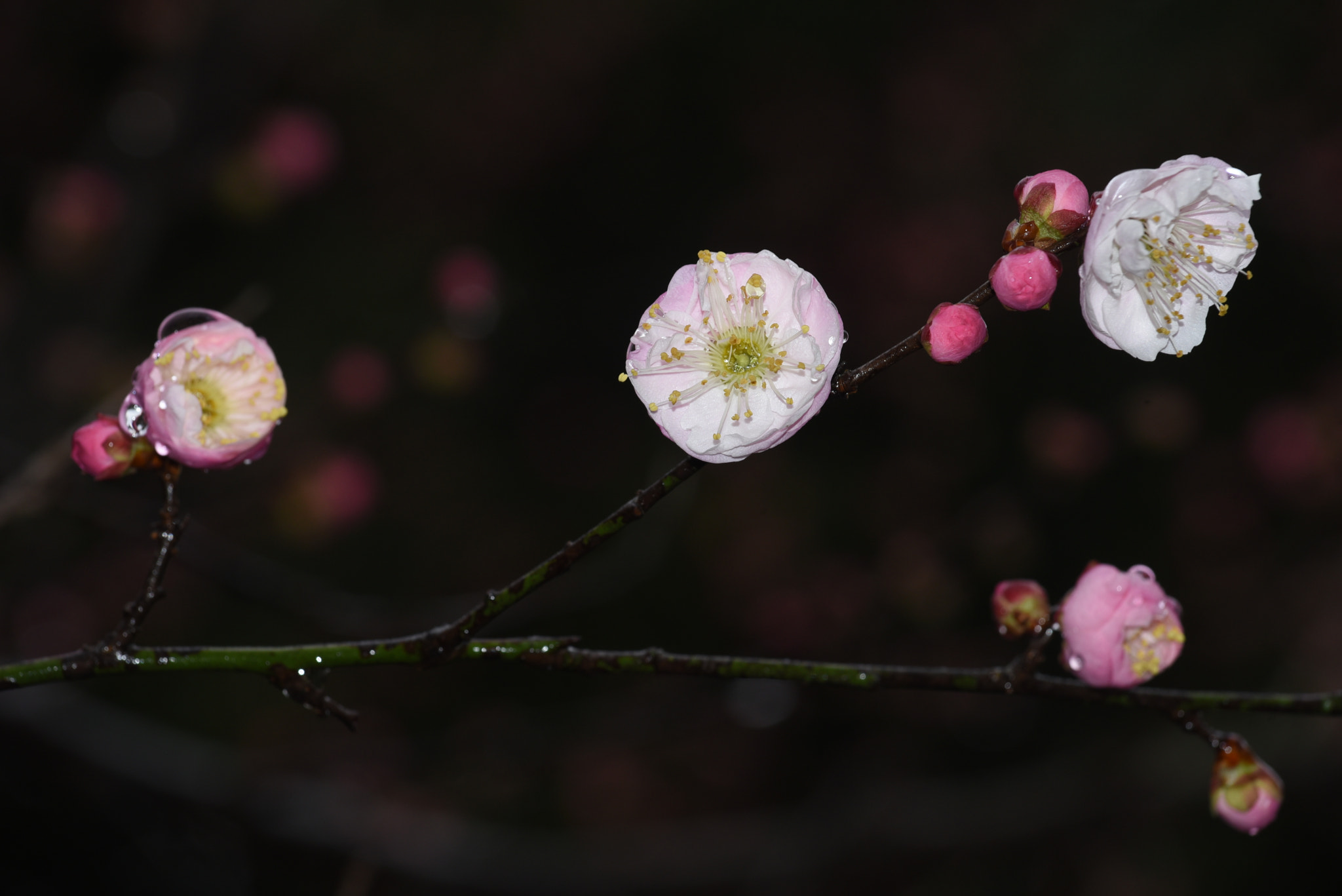 Nikon AF-S Nikkor 70-200mm F4G ED VR sample photo