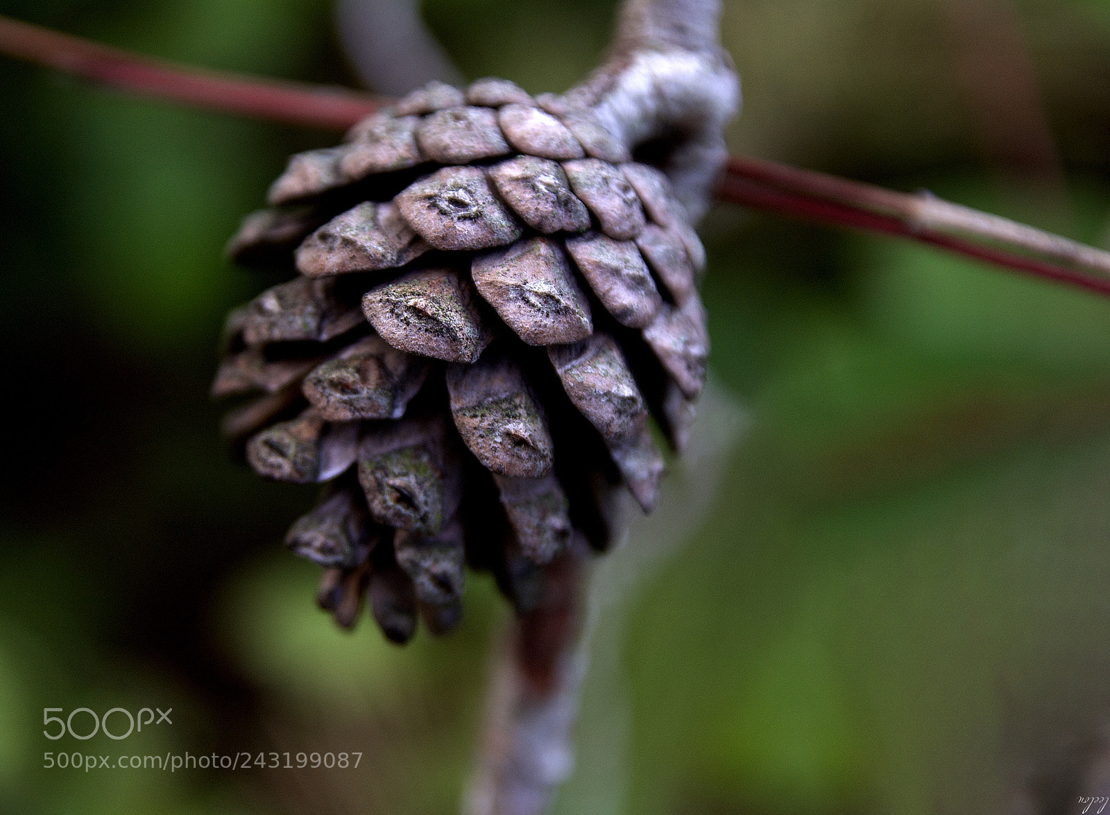 Nikon D3100 sample photo. Pinecone taken in the photography