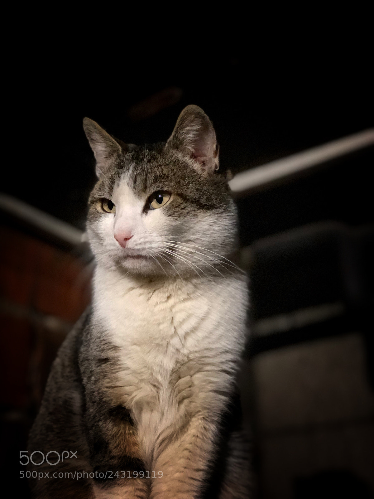 Apple iPhone 8 Plus sample photo. Mijau photography