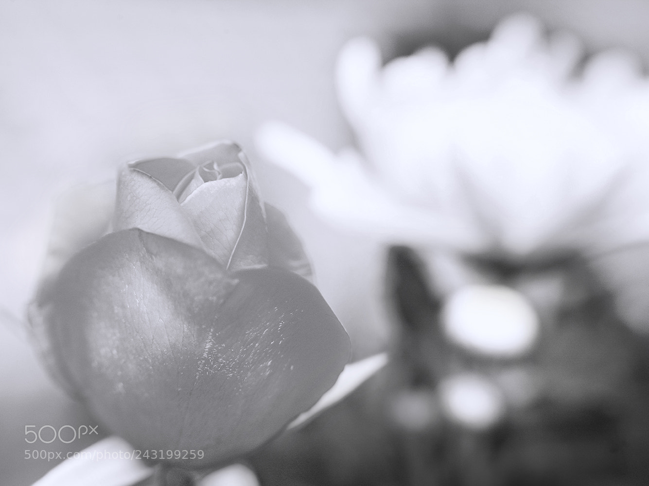 Canon EOS-1Ds Mark III sample photo. B&w photography