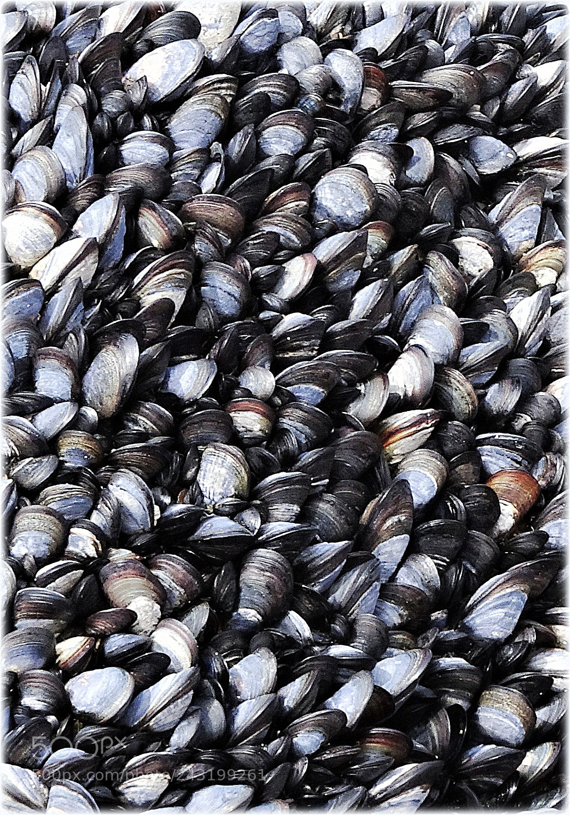 Sony Cyber-shot DSC-HX80 sample photo. "moules" photography