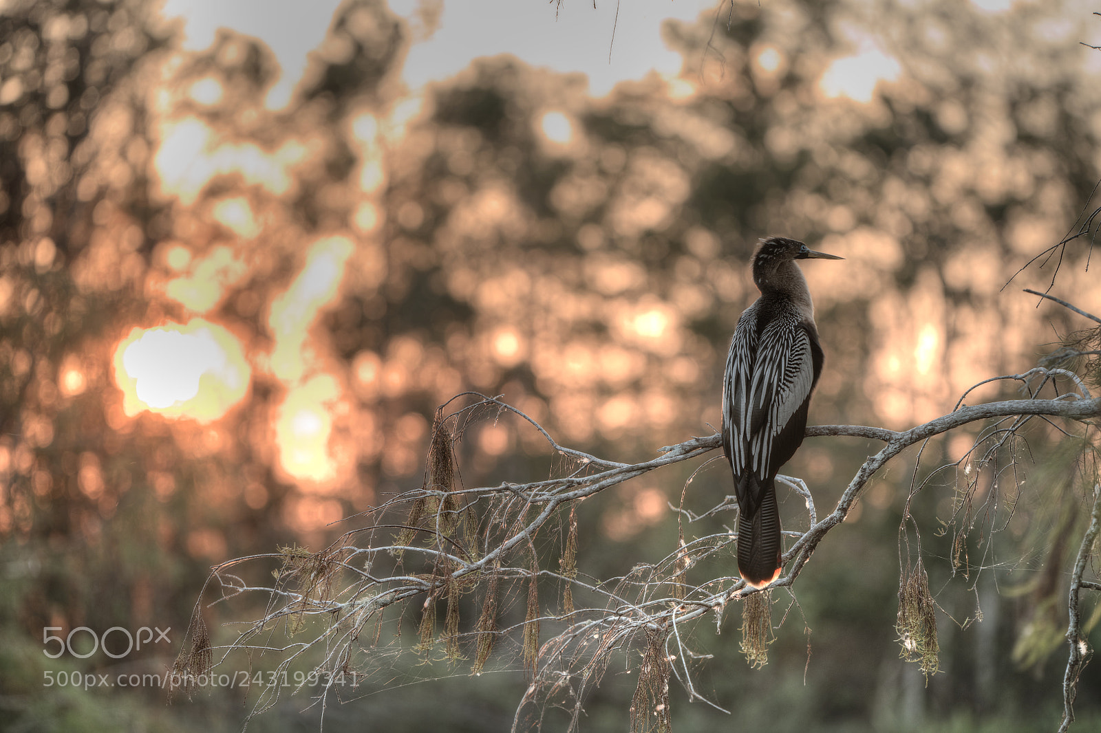 Nikon D850 sample photo. Waiting for the sunset photography