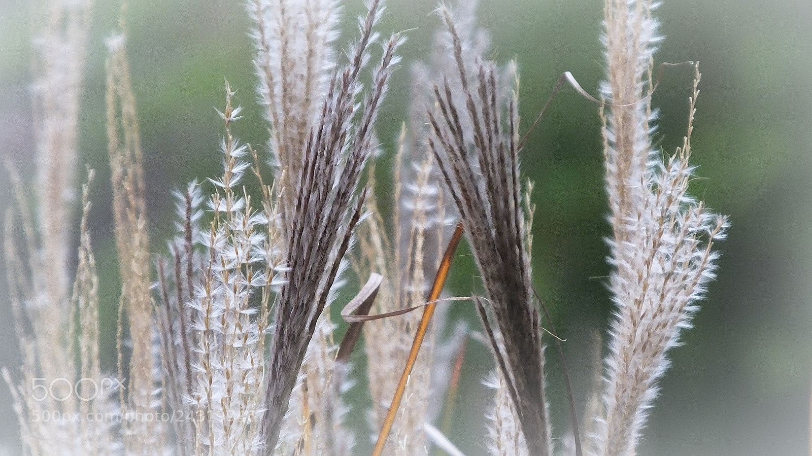 Fujifilm FinePix HS50 EXR sample photo. Frailty in nature photography
