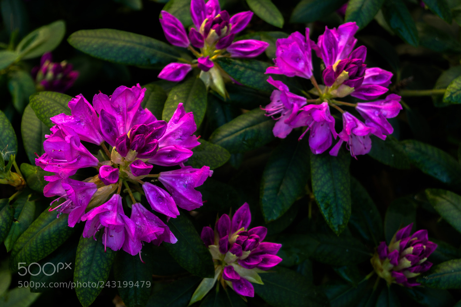 Sony SLT-A58 sample photo. Flowers photography