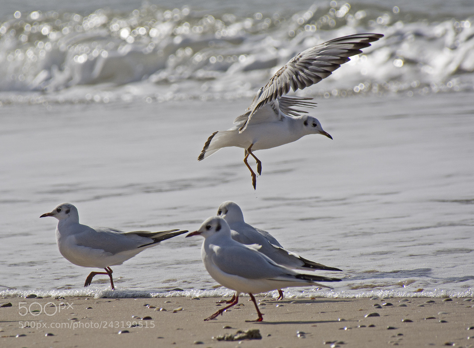 Nikon D7100 sample photo. Seagulls. photography
