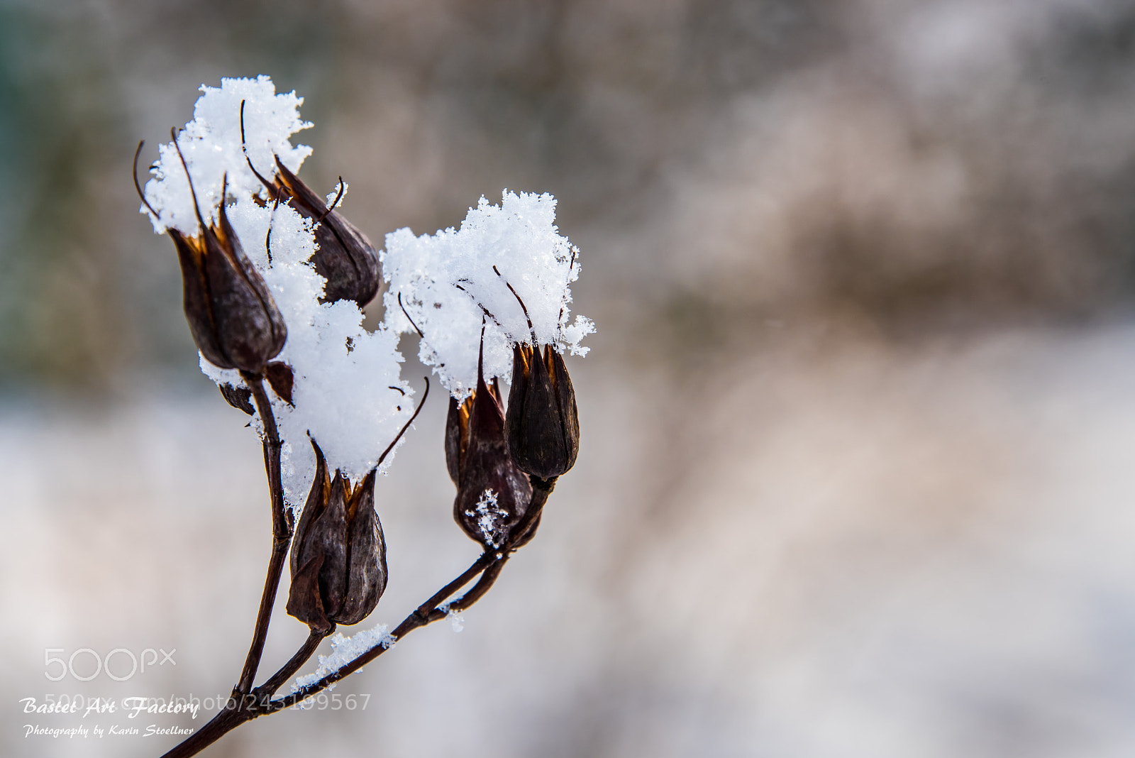 Nikon D810 sample photo. Snowy hat photography