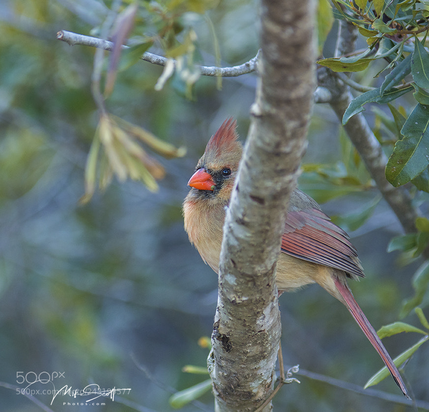 Nikon D500 sample photo. Peeking female cardinal photography