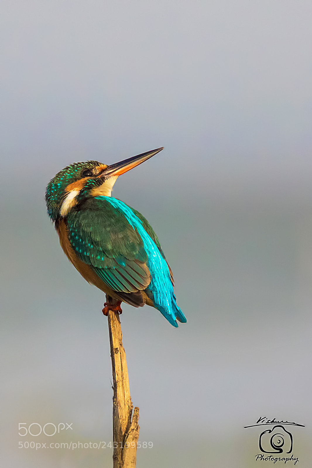 Canon EOS 7D Mark II sample photo. Common kingfisher photography