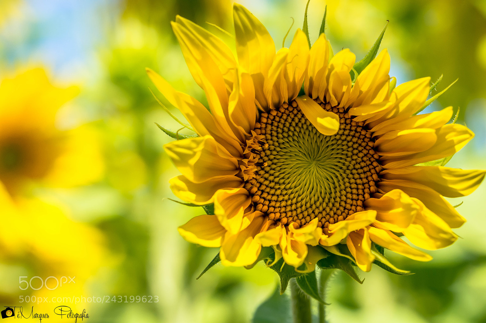 Nikon D7200 sample photo. Blessed by the light photography