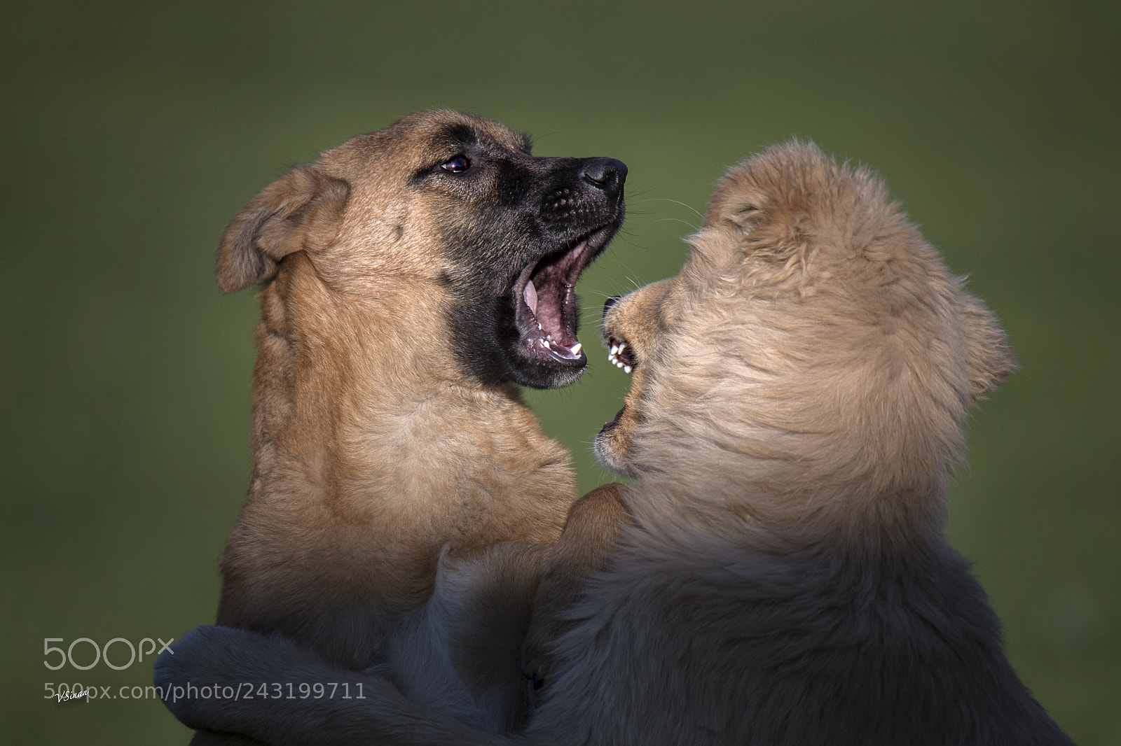Canon EOS-1D X Mark II sample photo. Puppies playing photography