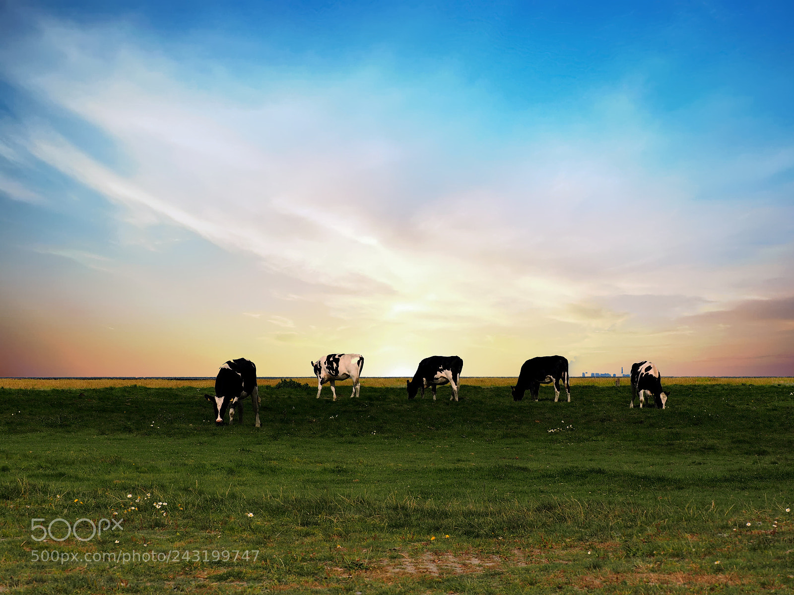 Olympus OM-D E-M1 sample photo. Milk cow. sun set. photography