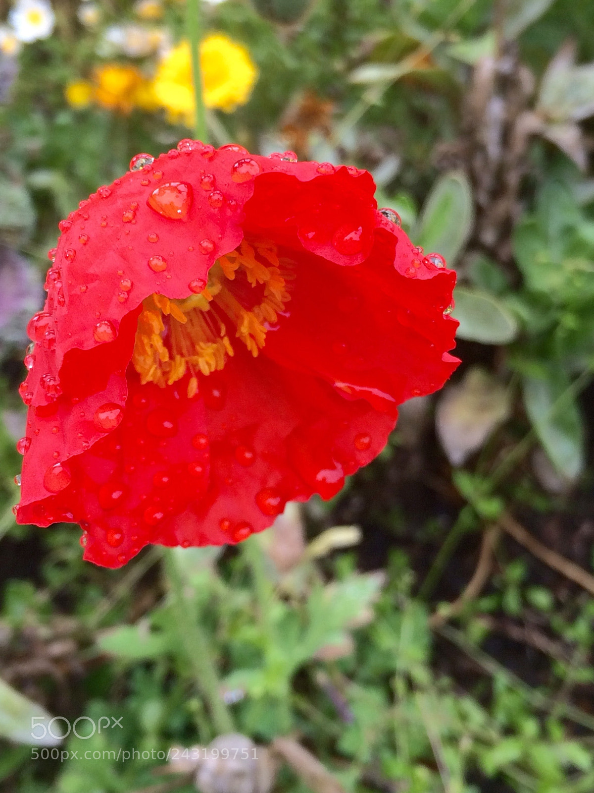 Apple iPhone 5s sample photo. Rain drops on a photography