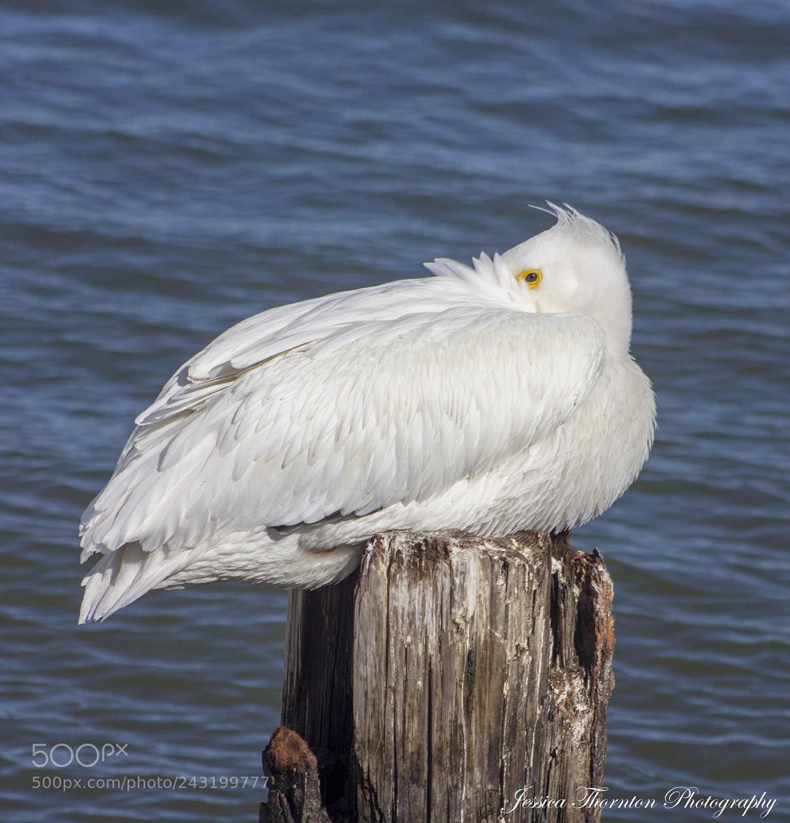 Canon EOS 60D sample photo. Cold pelican photography