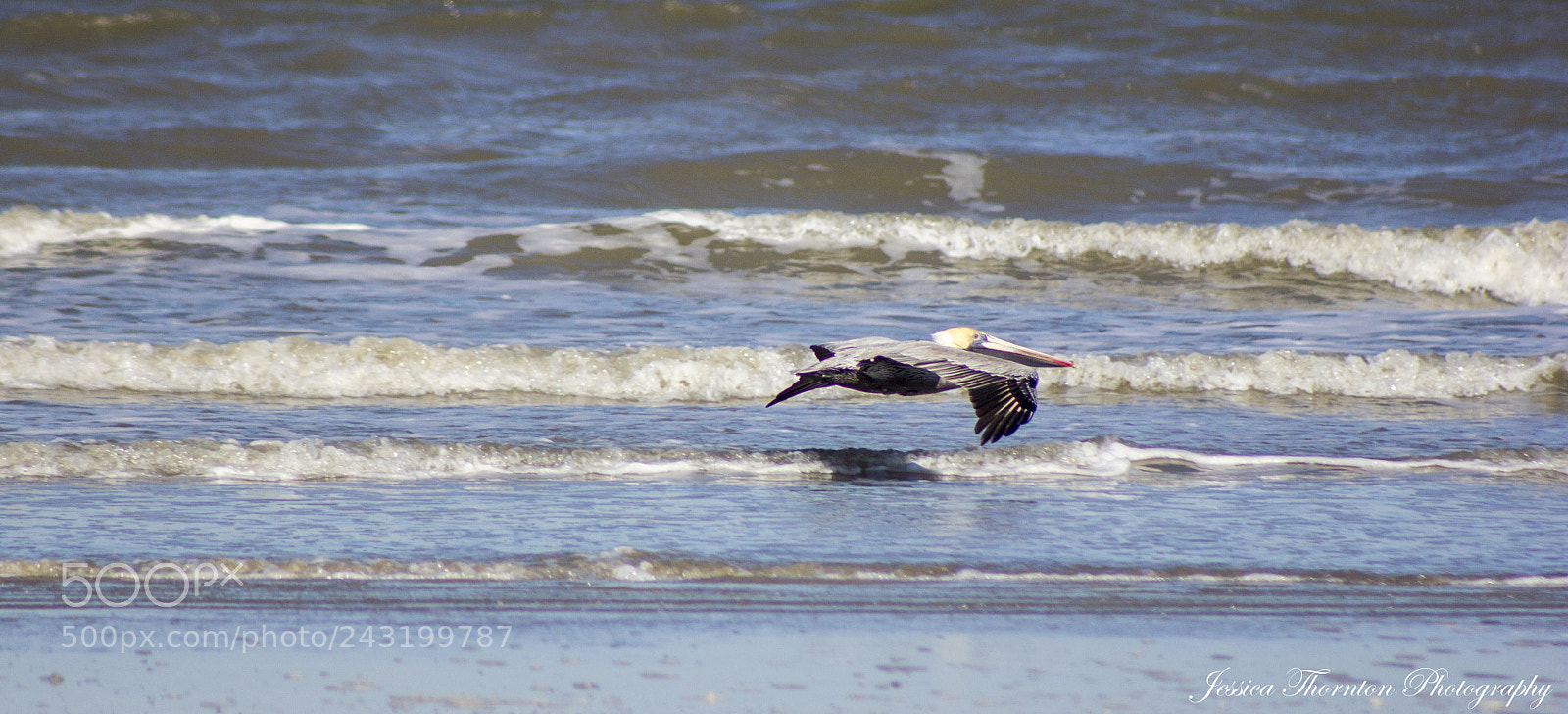 Canon EOS 60D sample photo. Soaring pelican photography