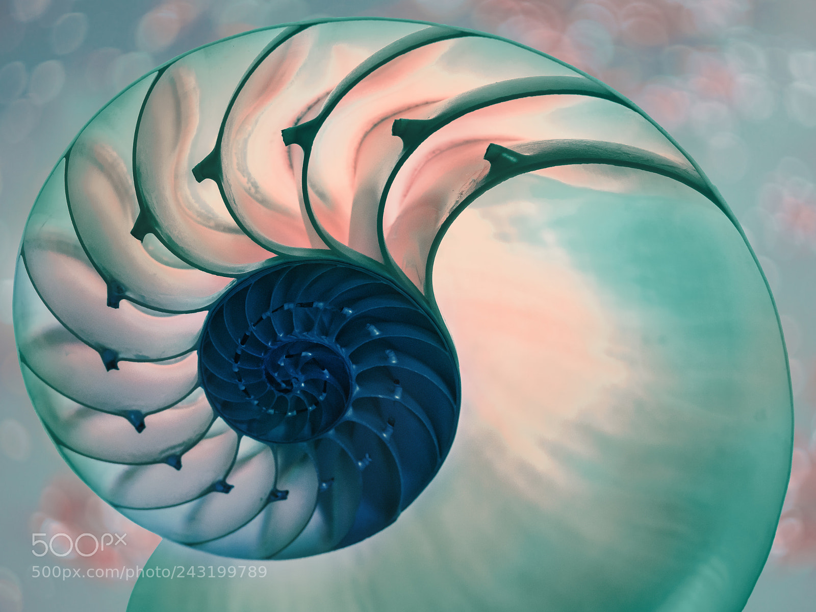 Sony a7R II sample photo. Nautilus shell photography