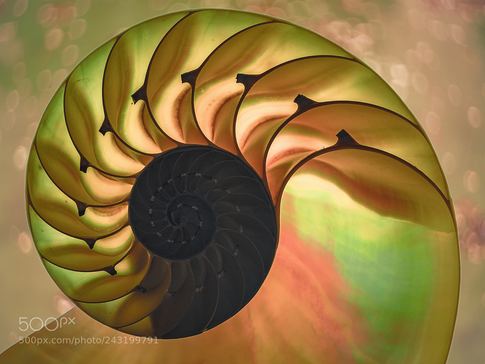 Sony a7R II sample photo. Nautilus shell photography