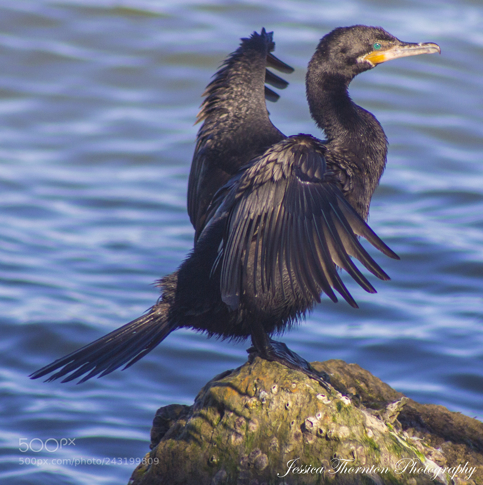 Canon EOS 60D sample photo. Drying my wings photography