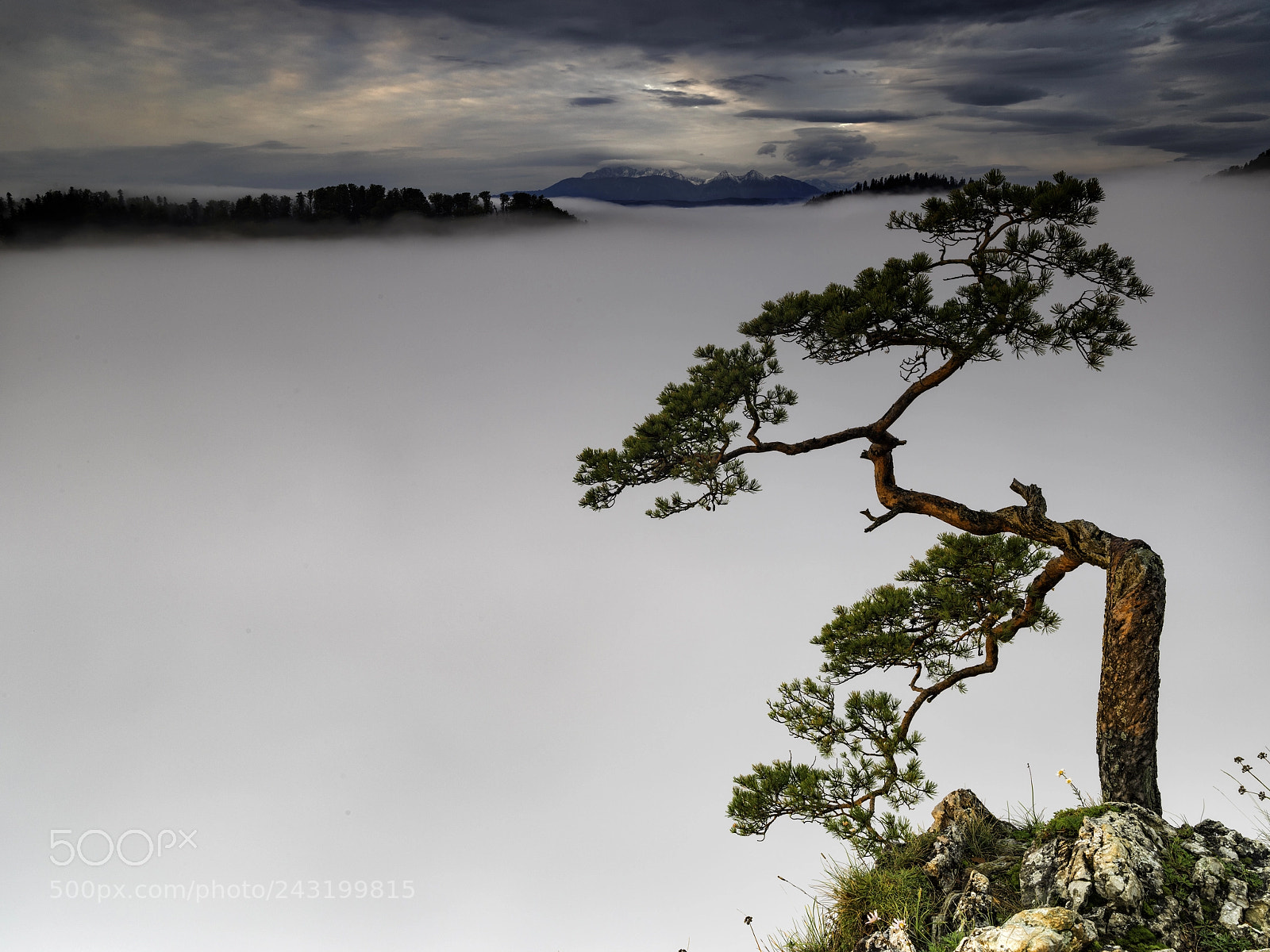 Pentax 645Z sample photo. Bonsai photography