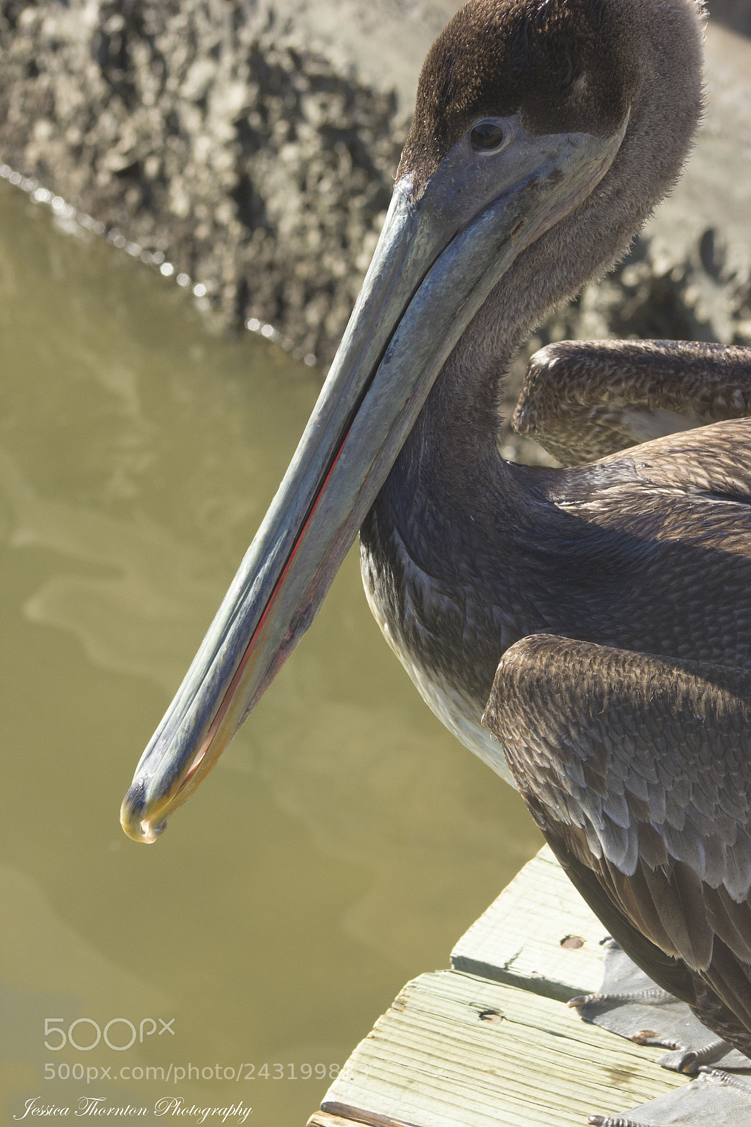 Canon EOS 60D sample photo. Brown pelican photography