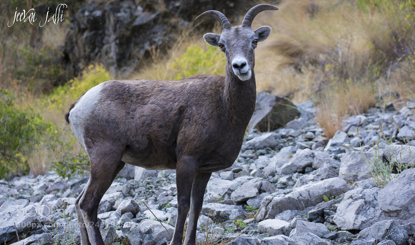 Nikon D3400 sample photo. Bighorn sheep photography