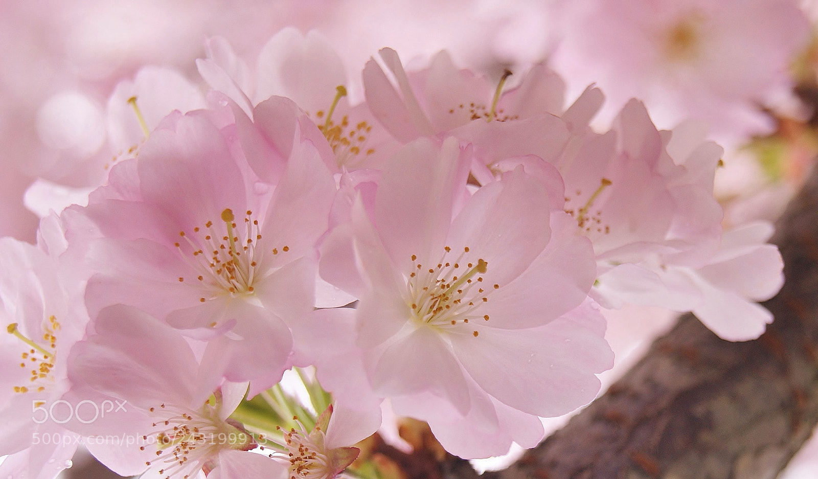 Sony Alpha DSLR-A380 sample photo. Cherry blossom memory in photography