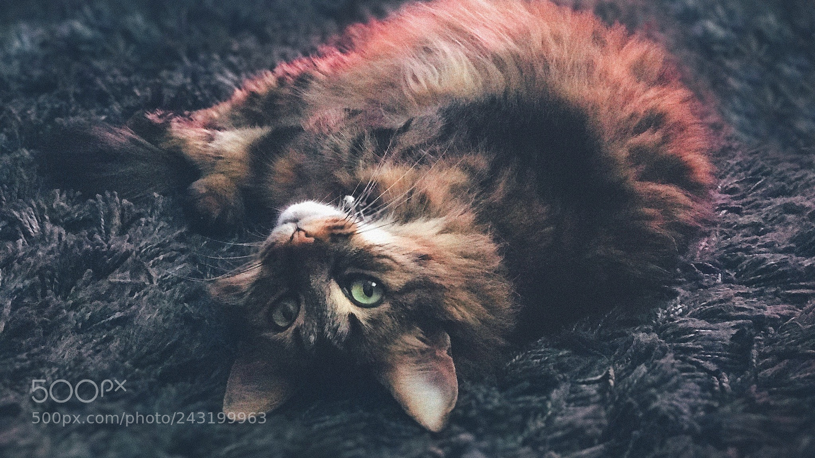 Apple iPhone 7 Plus sample photo. Padme photography