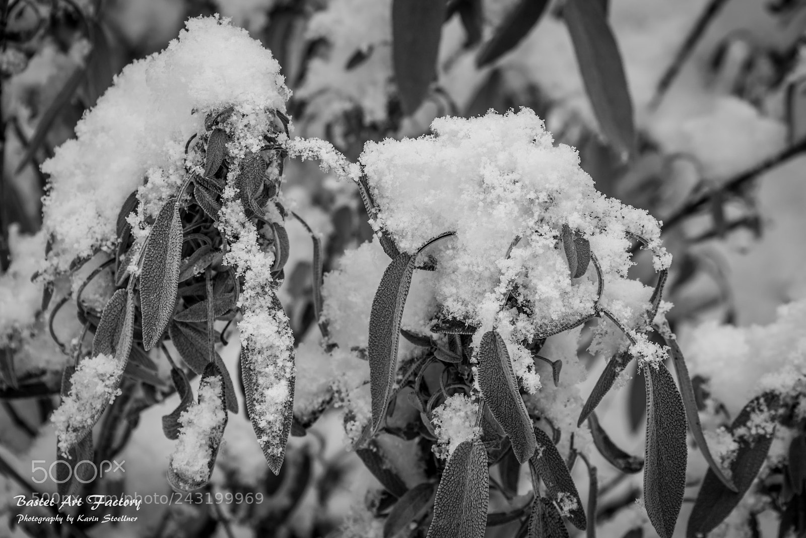 Nikon D810 sample photo. Sage leaves in the photography