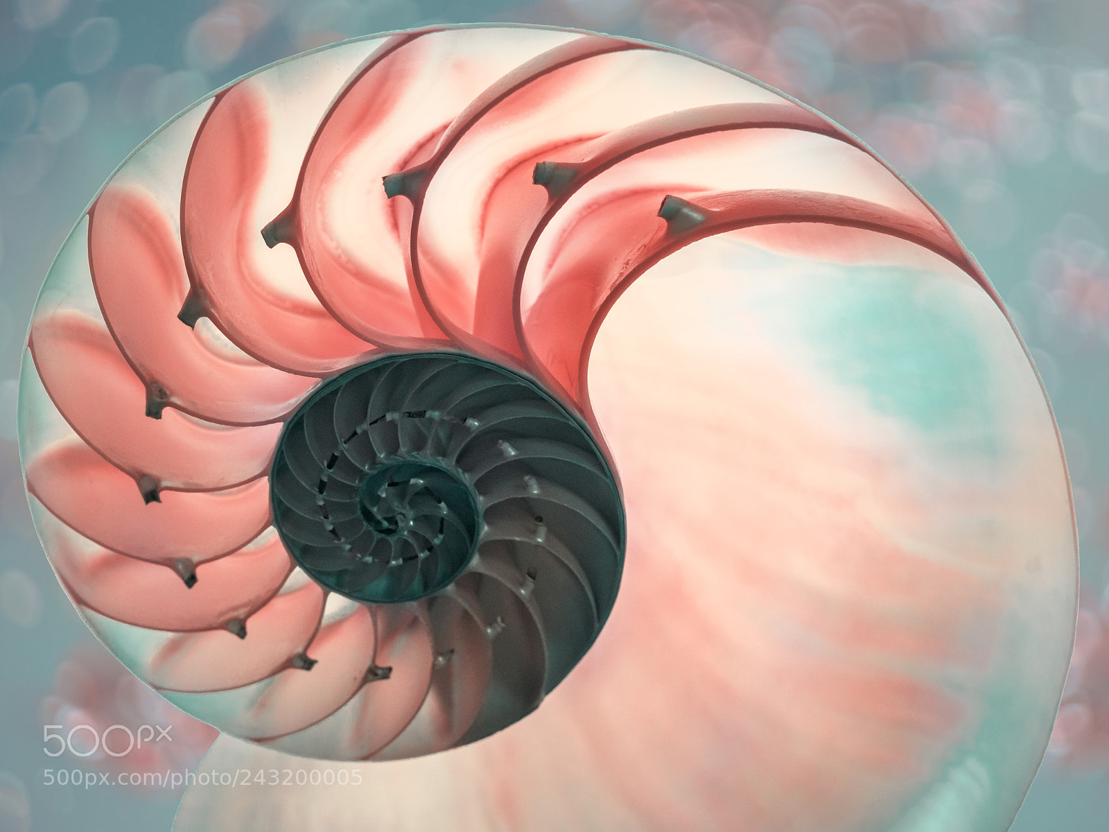 Sony a7R II sample photo. Nautilus shell photography