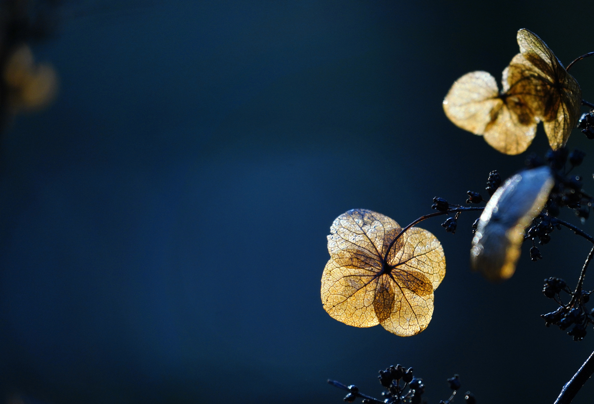 Sony FE 70-300mm F4.5-5.6 G OSS sample photo. Ageing beauty photography