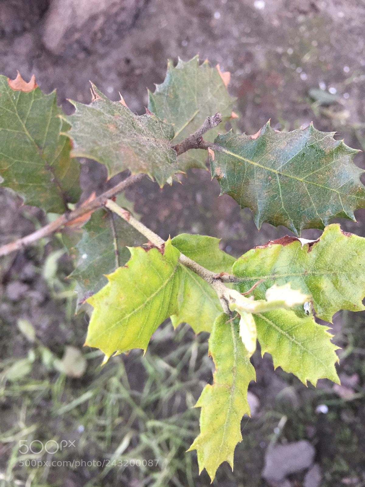 Apple iPhone 6 sample photo. Untitled photography