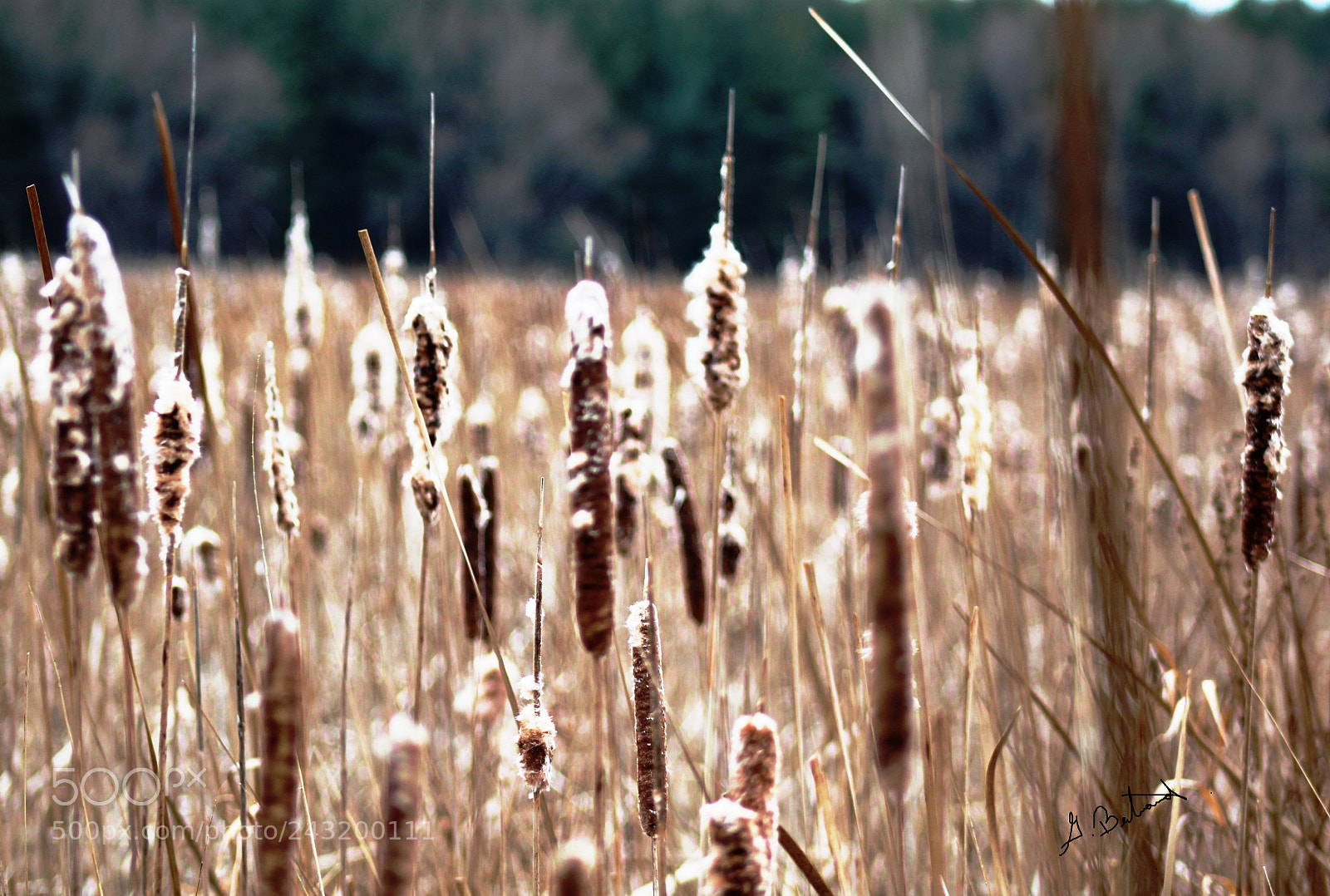 Canon EOS 1200D (EOS Rebel T5 / EOS Kiss X70 / EOS Hi) sample photo. Blazing cat tails photography