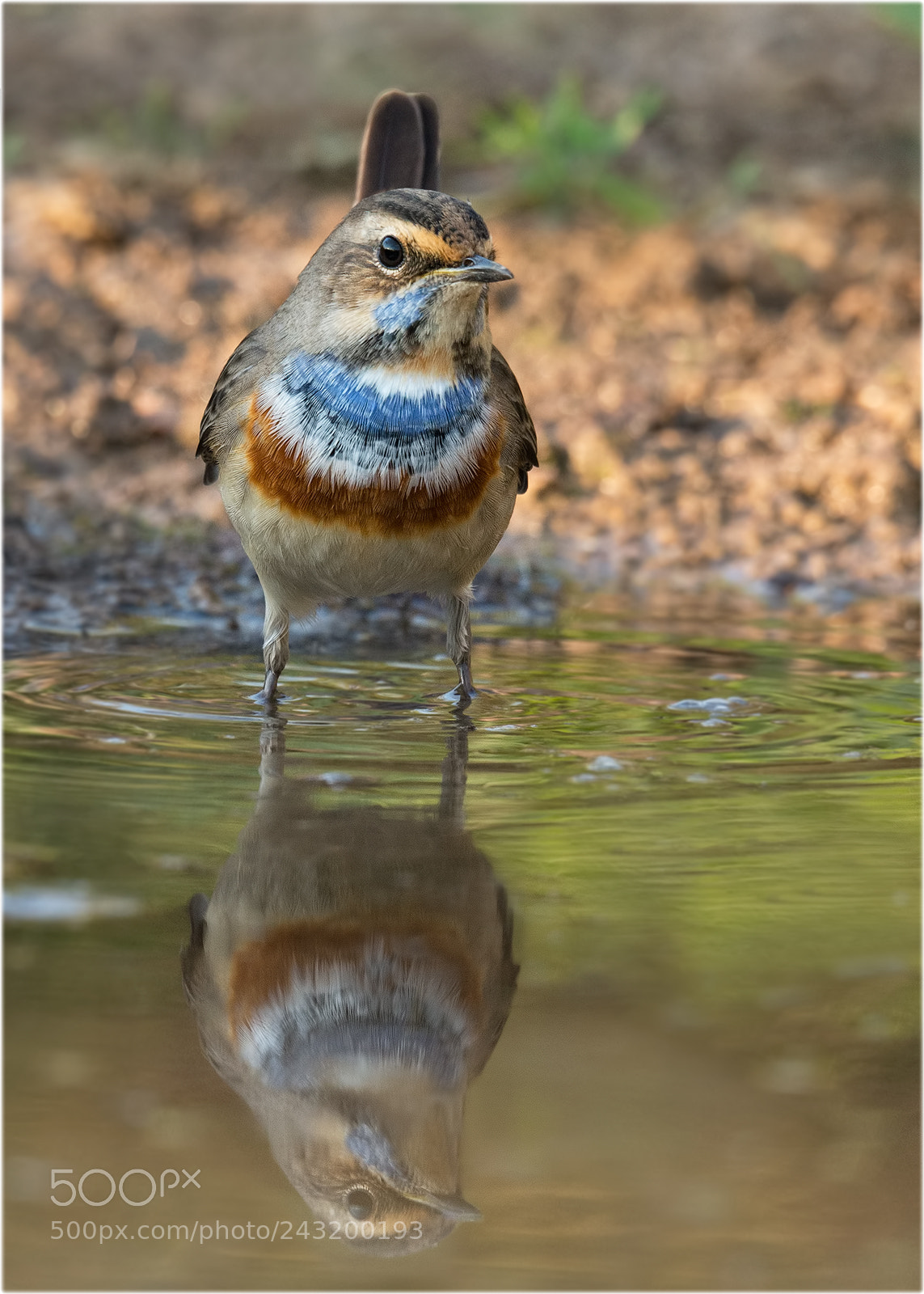 Nikon D4 sample photo. Bluethroat photography