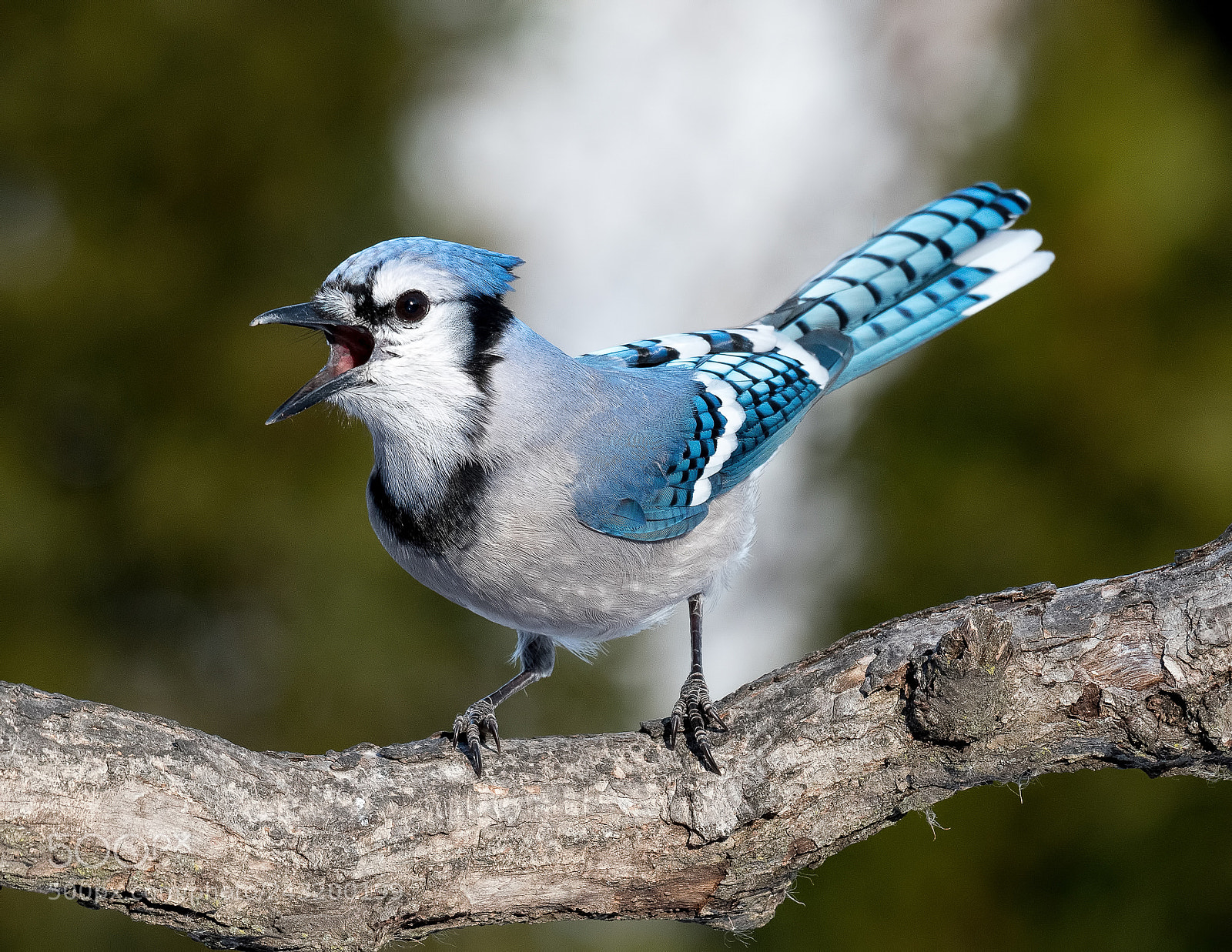 Nikon D500 sample photo. Talking bluejay photography