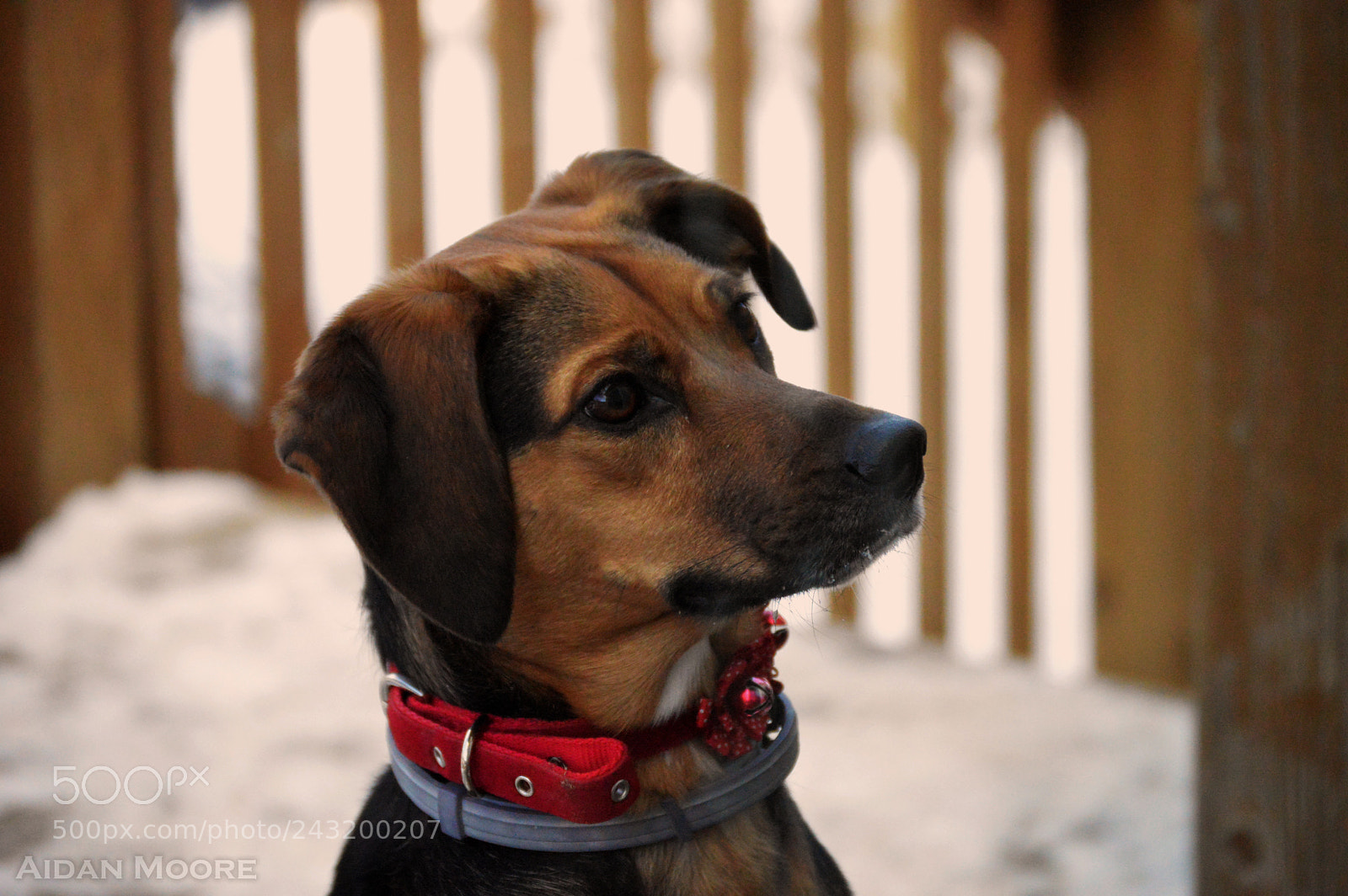 Nikon D3200 sample photo. Doggo photography