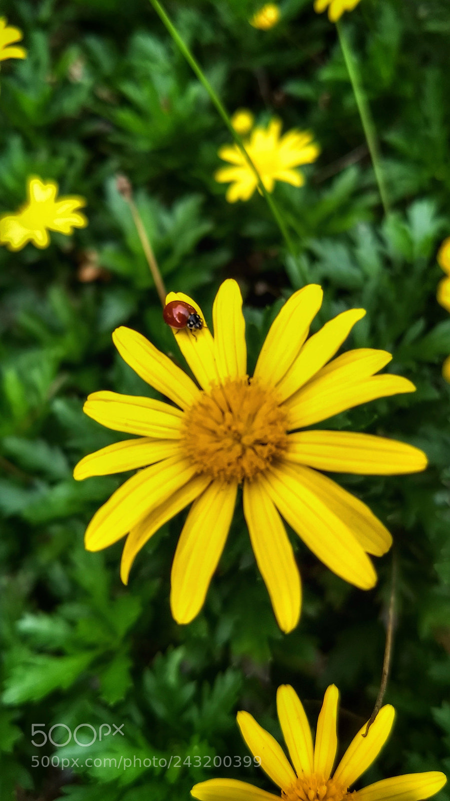 Motorola Moto G (5) Plus sample photo. Flores urbanas photography
