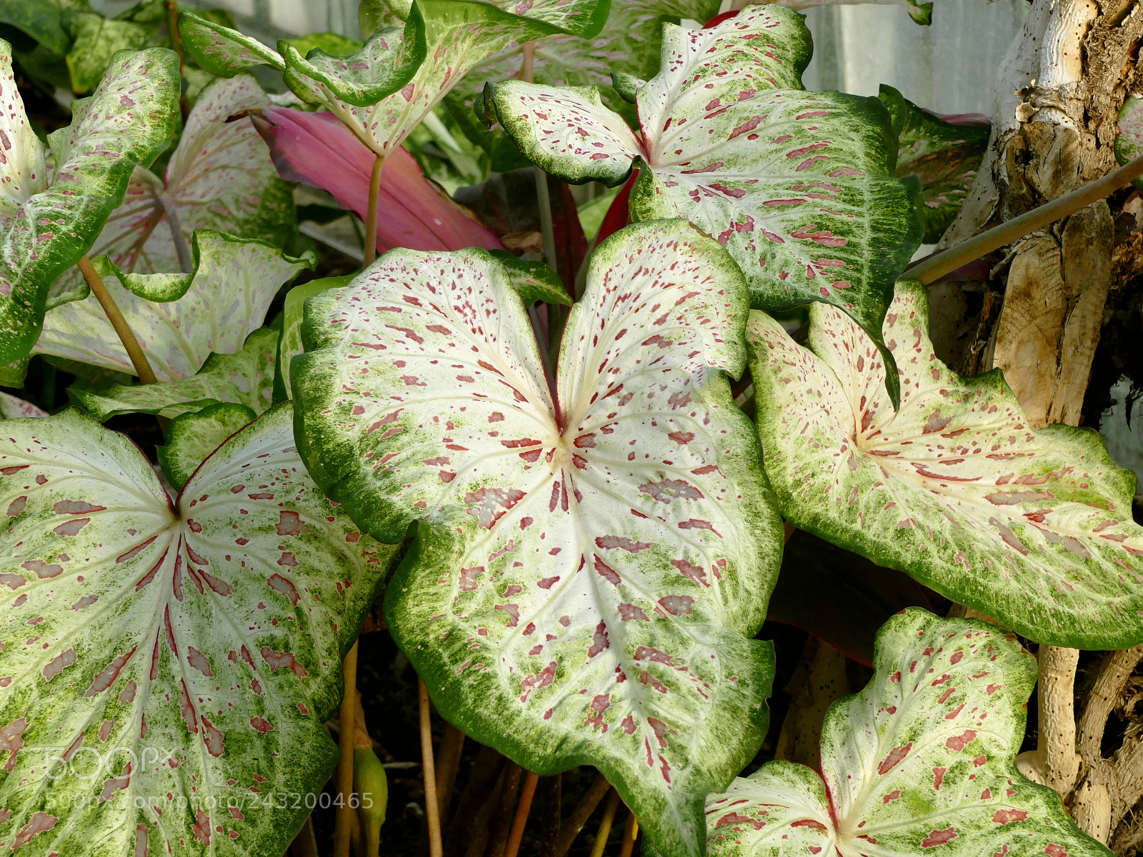 Panasonic Lumix DMC-FZ1000 sample photo. Caladium leaves photography