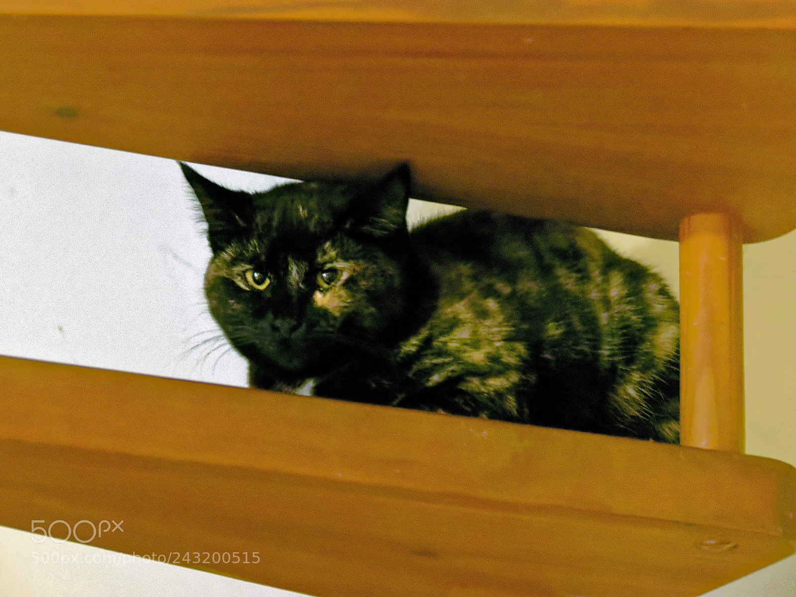 Panasonic Lumix DMC-FZ1000 sample photo. Dxoeeee () photography