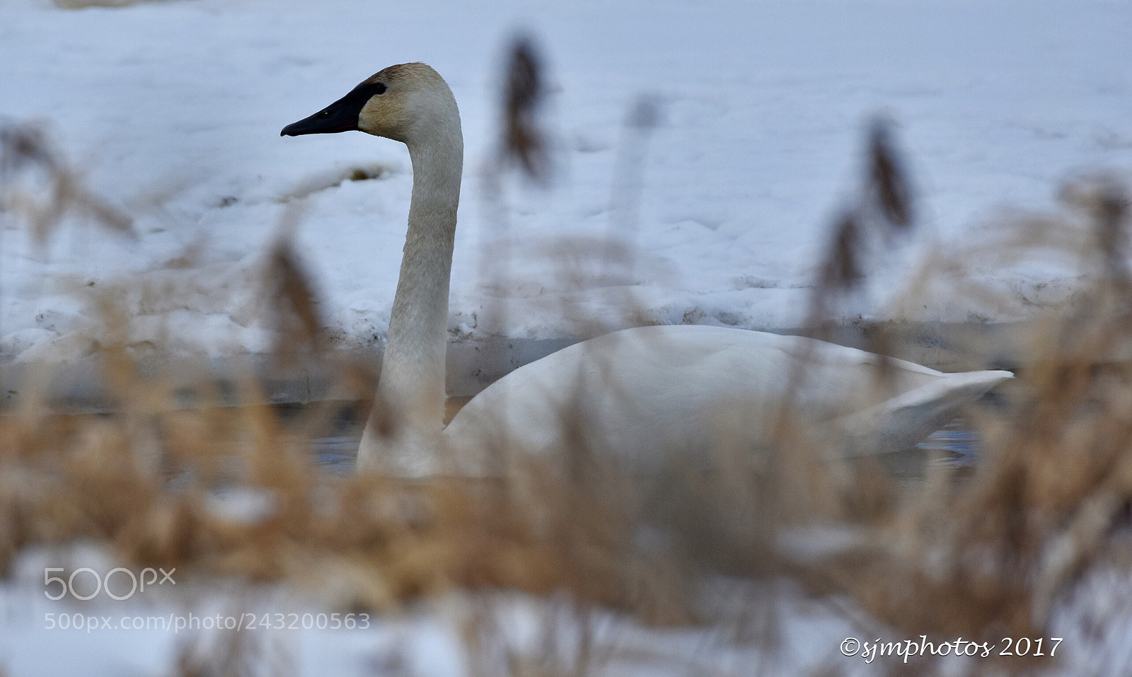 Nikon D7200 sample photo. Trumpeter swan photography