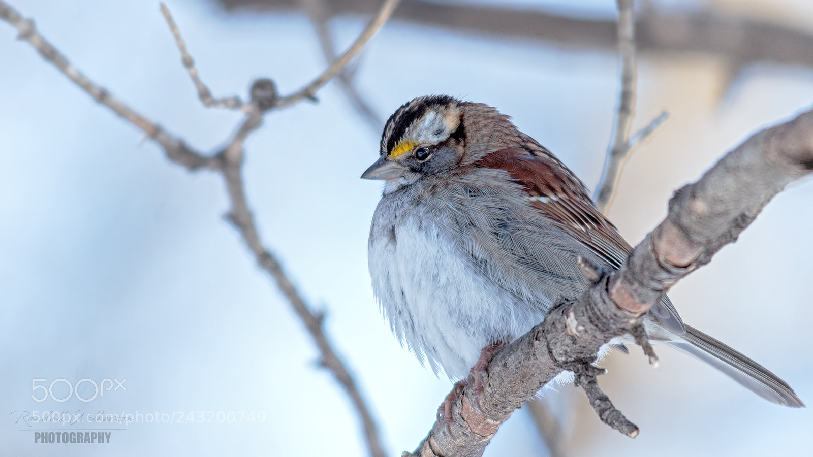 Canon EOS 60D sample photo. White-throated sparrow photography