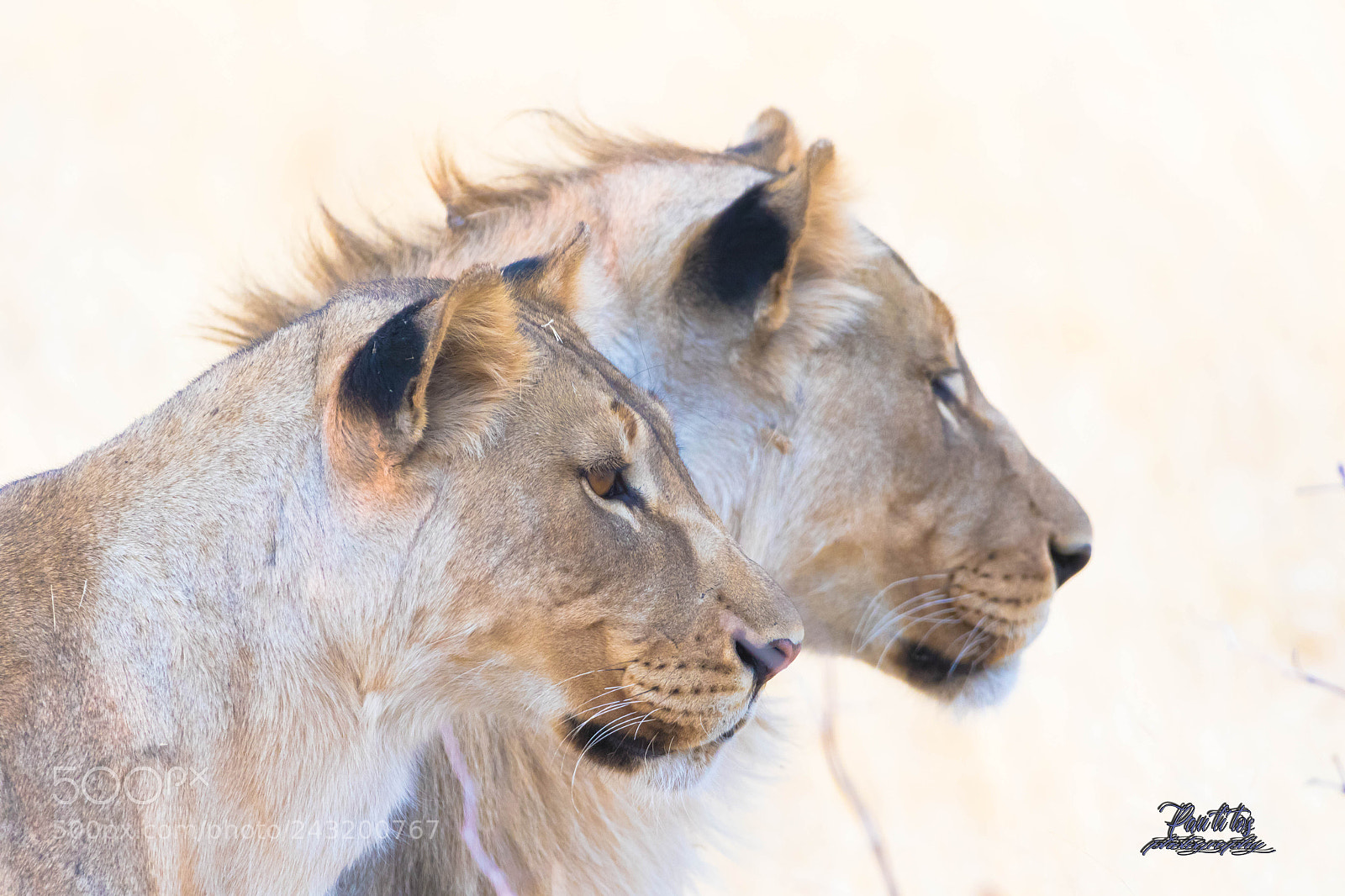 Canon EOS 7D Mark II sample photo. Duo princiers etosha's park photography
